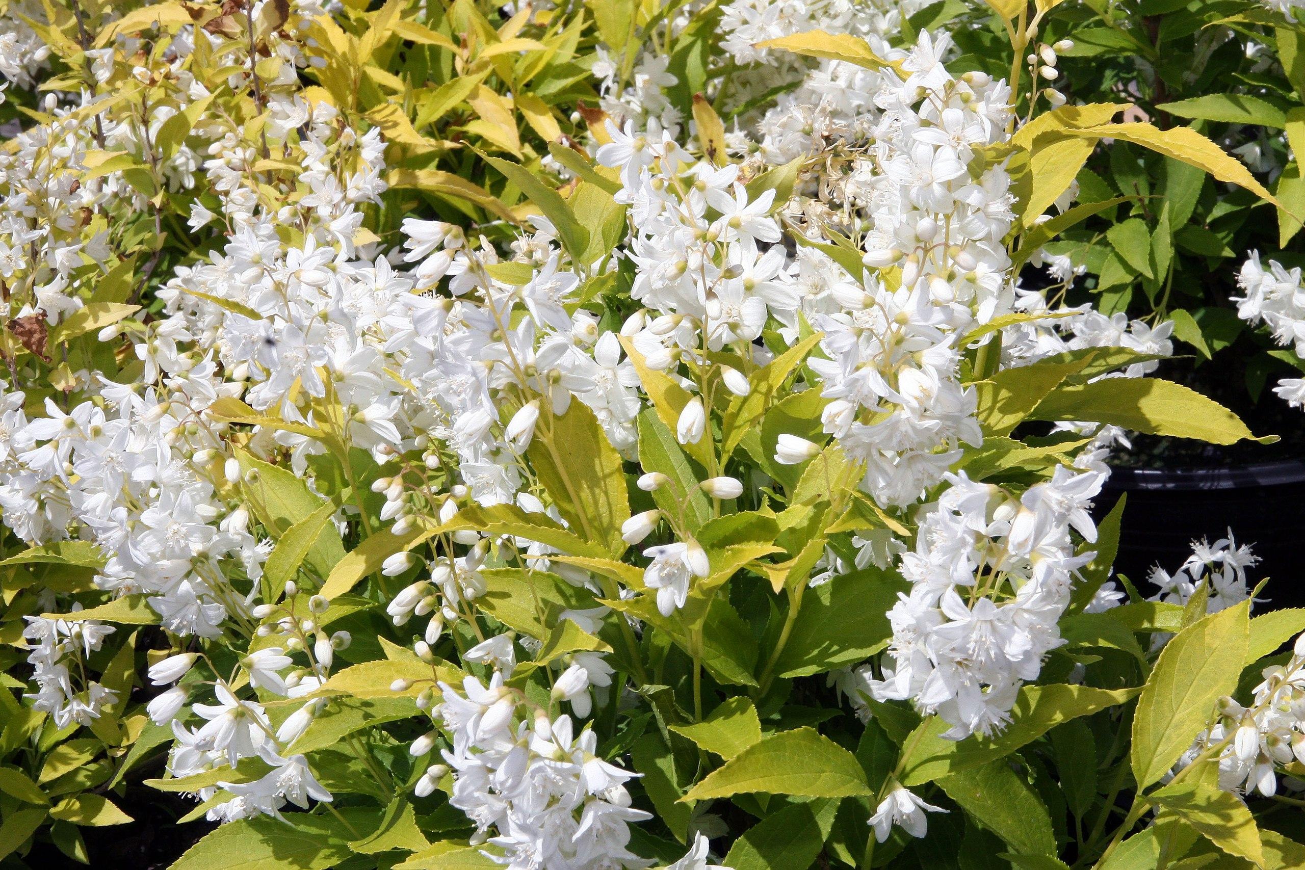white flowers with white stamens, white buds, lime-yellow leaves and stems