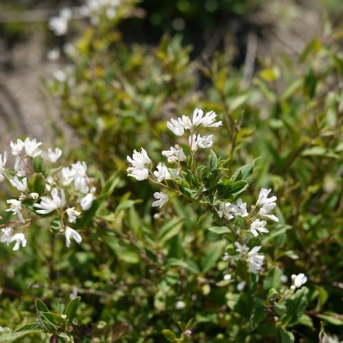 white flowers with green leaves and brown-green stems