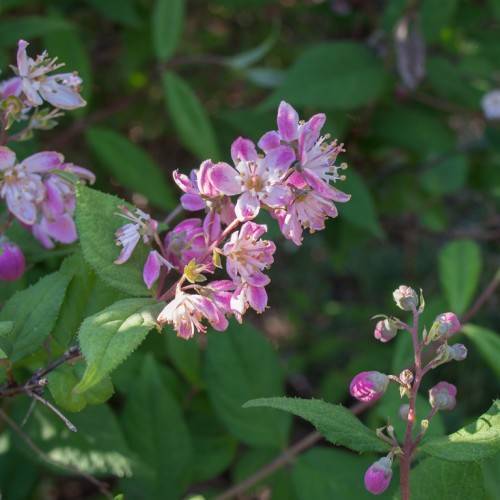 pink-white flowers with white filaments and yellow anthers, green leaves with green veins  and pink-purple buds on pink-purple stems