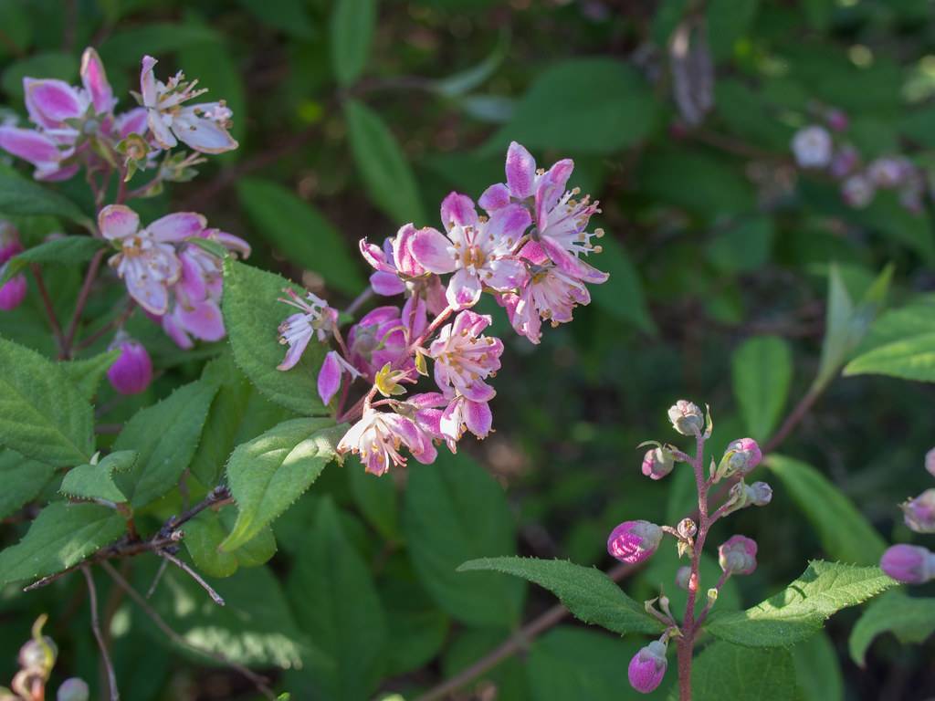 pink-white flowers with white filaments and yellow anthers, green leaves with green veins  and pink-purple buds on pink-purple stems