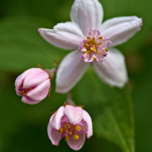 light-pink flowers with purple-white center, dark-yellow stamens and light-pink buds