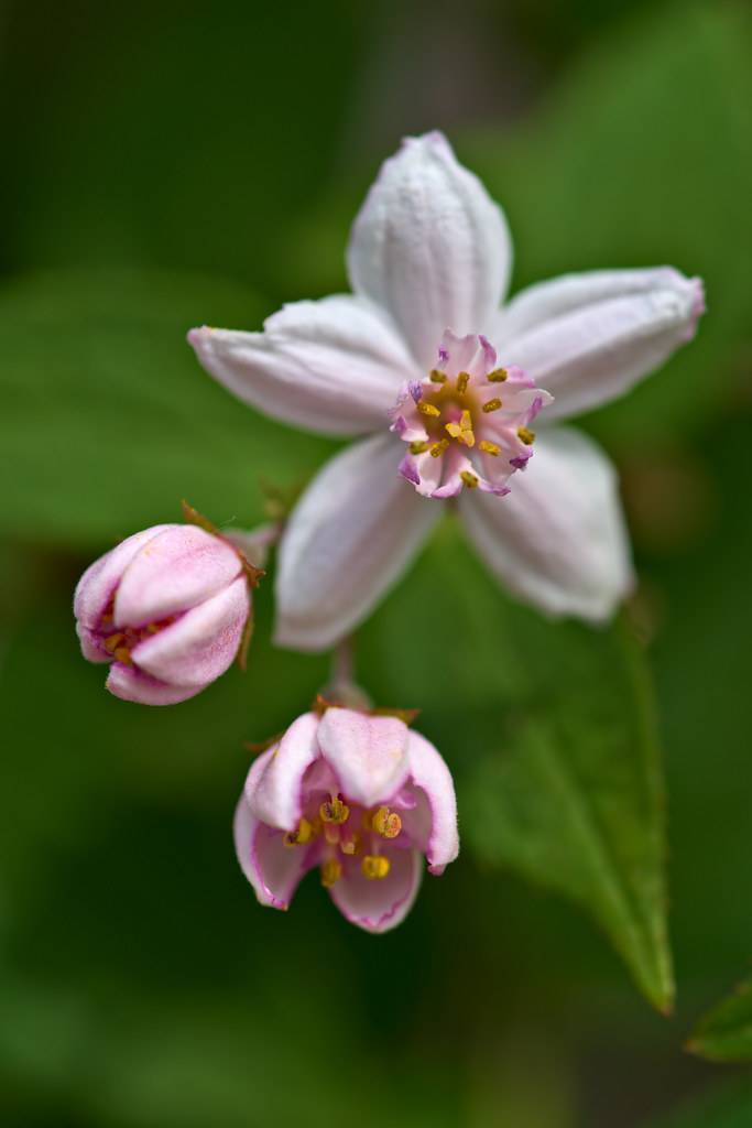 light-pink flowers with purple-white center, dark-yellow stamens and light-pink buds