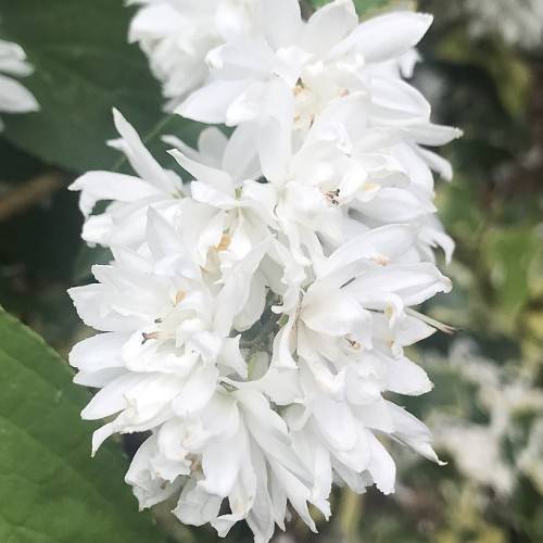 White flowers with style, black stigma and green leaves.