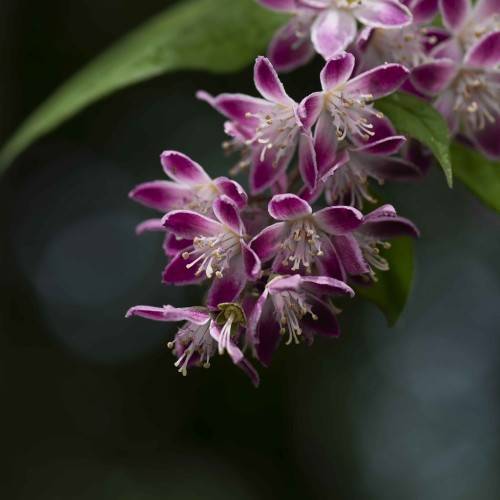 white-purple flowers with a white center, white filaments and purple anthers with green leaves