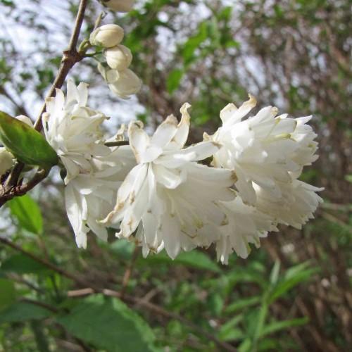 off-white flowers with off-white buds, brown branches and green leaves