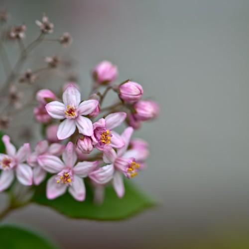 pink-white flowers with orange center, pink-white buds, green leaves and brown stems