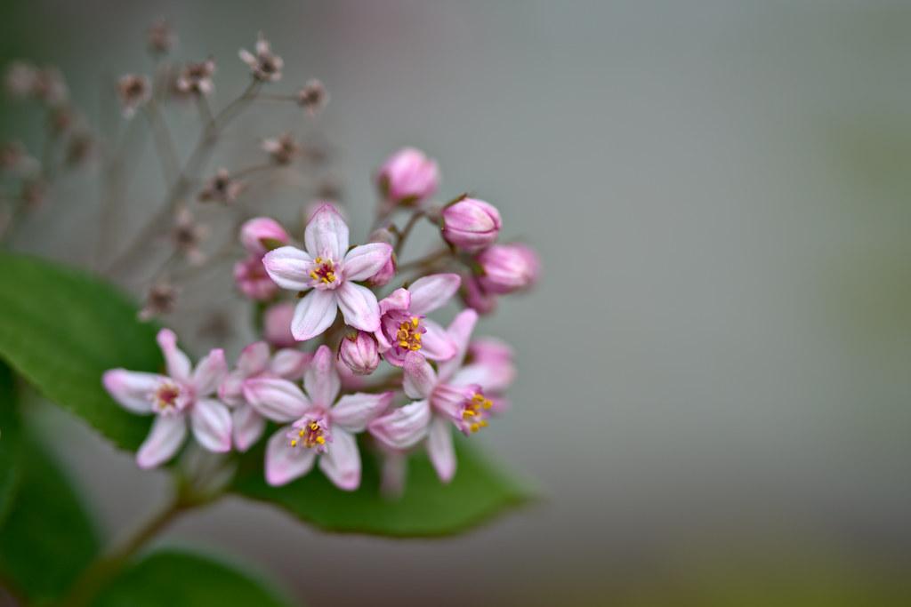 pink-white flowers with orange center, pink-white buds, green leaves and brown stems