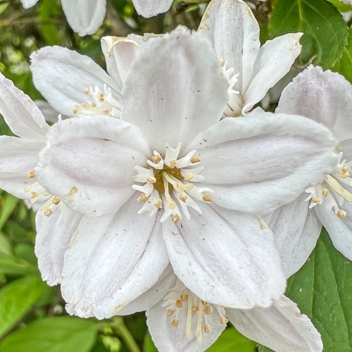 White flower with filaments, beige center and anthers. light-beige stigma and style, green leaves, yellow midrib, veins and blade.
