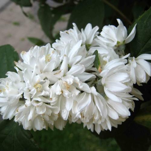 white flowers with beige anthers, white filaments, green leaves and green-brown stems