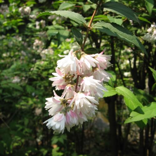 white-pink flowers with olive-yellow sepals, green leaves, brown stems and trunks