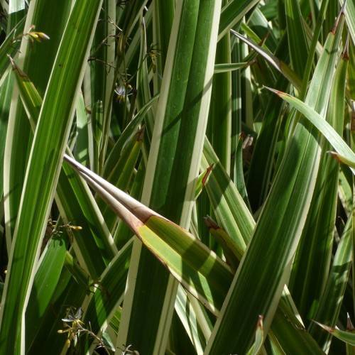 white-green leaves with green midribs