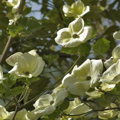 Green-brown stems, with green leaves and green-white flowers.