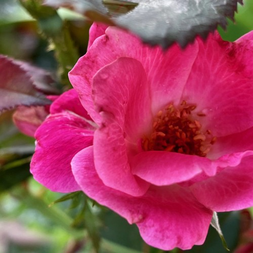 Magenta flower with yellow center and burgundy-green leaves.