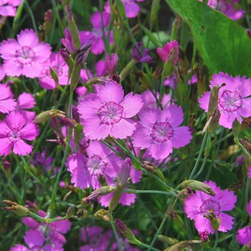 pink-purple flowers with green leaves, purple-green buds and stems