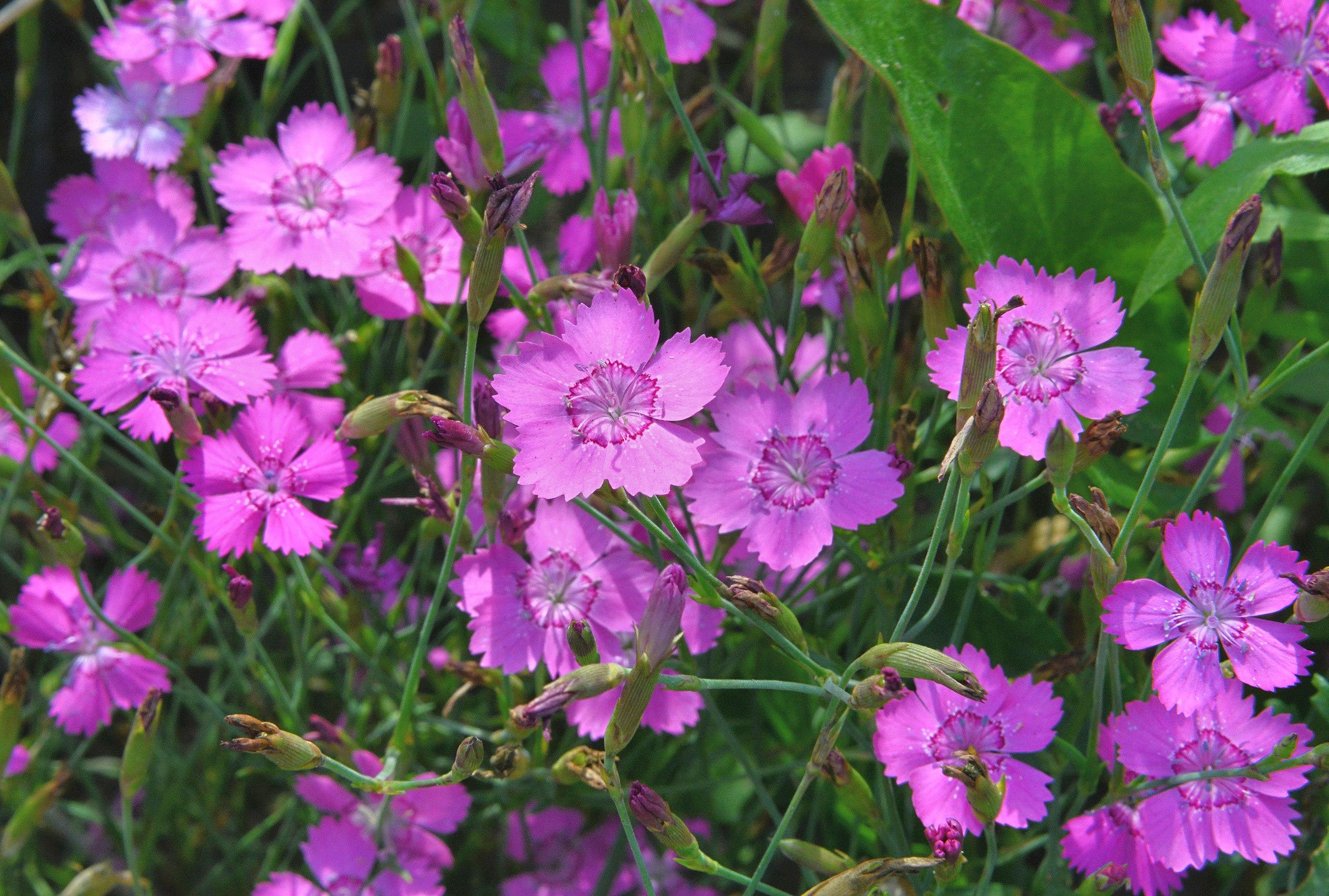 pink-purple flowers with green leaves, purple-green buds and stems