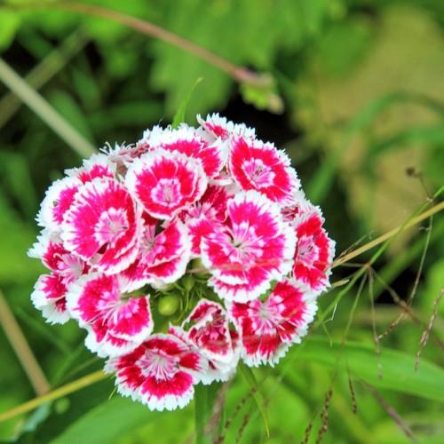 ruby-white flowers with white stamens, pink center, lime leaves, buds and yellow-green stems