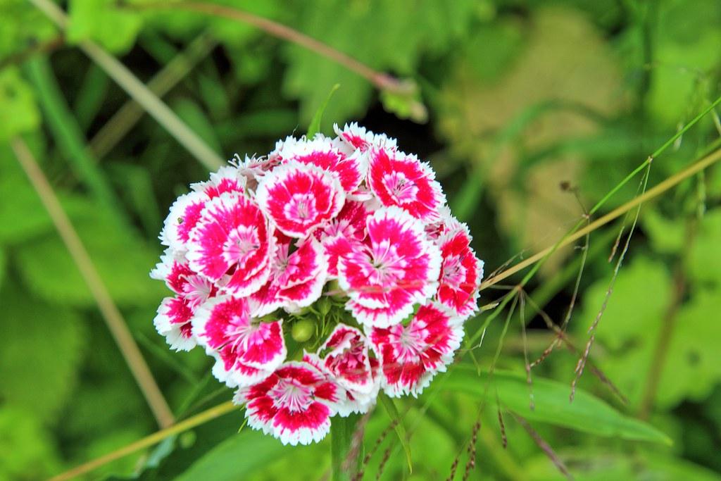 ruby-white flowers with white stamens, pink center, lime leaves, buds and yellow-green stems 