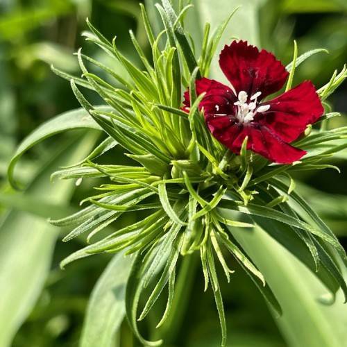 a deep-maroon flower with white filaments and anthers and yellow-green leaves