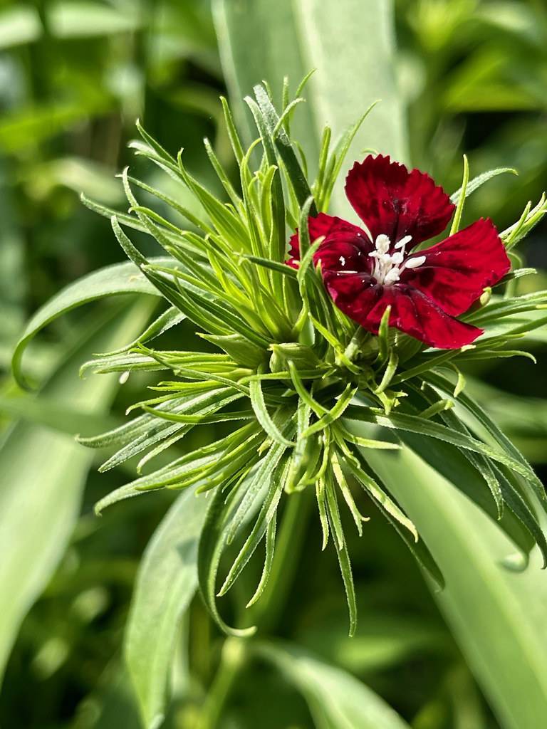 a deep-maroon flower with white filaments and anthers and yellow-green leaves