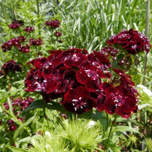 maroon flowers with maroon filaments and white anthers with green stems and green leaves