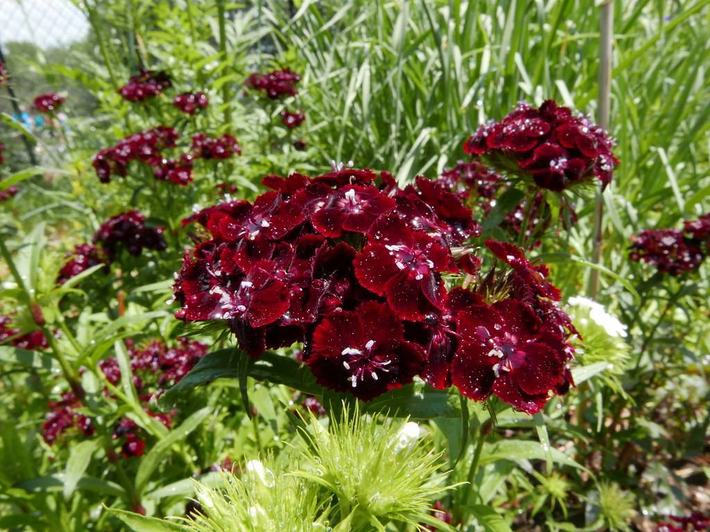 maroon flowers with maroon filaments and white anthers with green stems and green leaves