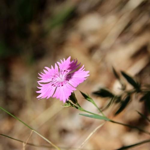 pink-purple flowers with white stamens, green leaves and green-beige stems