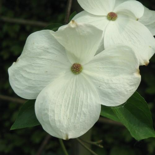 off-white flowers with brown-lime center, green leaves and stems