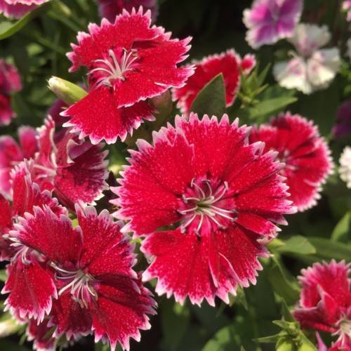 red-pink flowers with pink filaments and purple anthers and green-yellow leaves and stems
