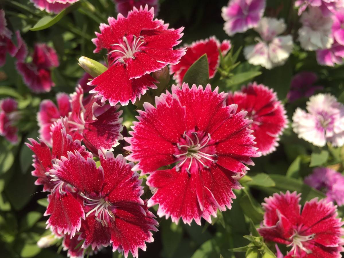 red-pink flowers with pink filaments and purple anthers and green-yellow leaves and stems