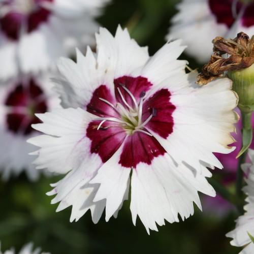 white-maroon flowers with white filaments, black anthers, green leaves and stems