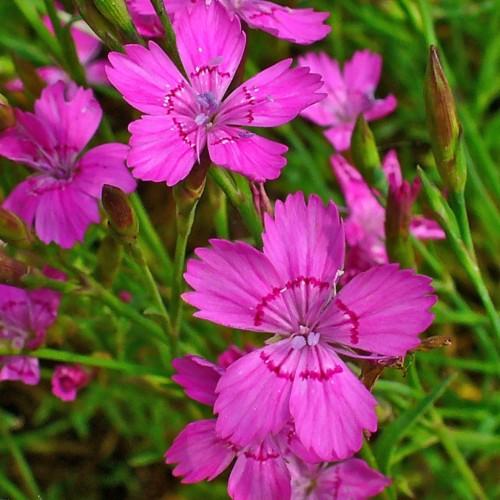 pink flowers with filaments, light-purple anthers, green-pink buds, lime leaves and stems
