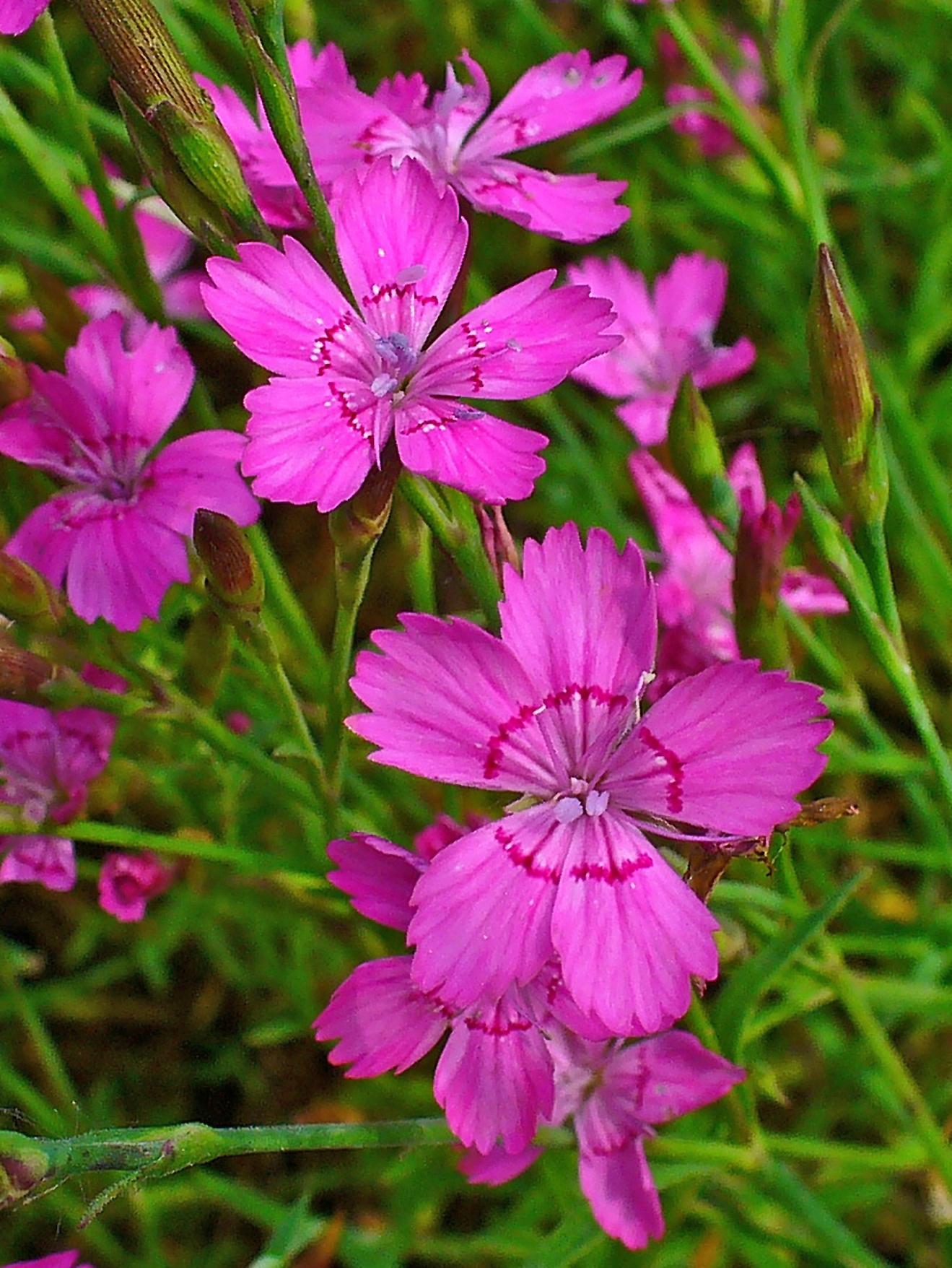 pink flowers with filaments, light-purple anthers, green-pink buds, lime leaves and stems