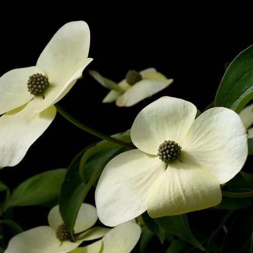 yellow-cream flowers with olive center, dark-green leaves and stems