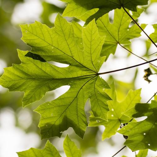 A maple shape light-green leaf having multiple tiny dark-green veins on a brown stem.