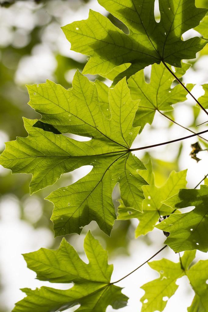 A maple shape light-green leaf having multiple tiny dark-green veins on a brown stem.