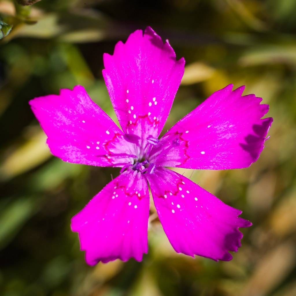 a pink-purple flower with purple filaments and anthers