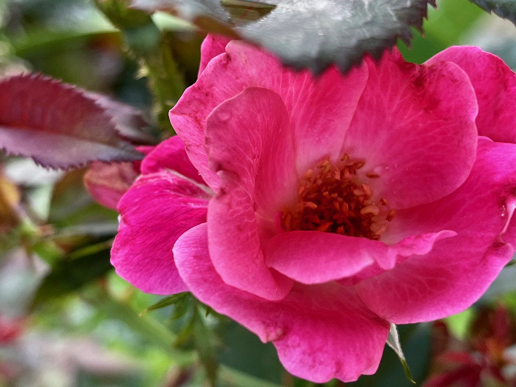 bright-pink flower with orange filaments and anthers and green leaves