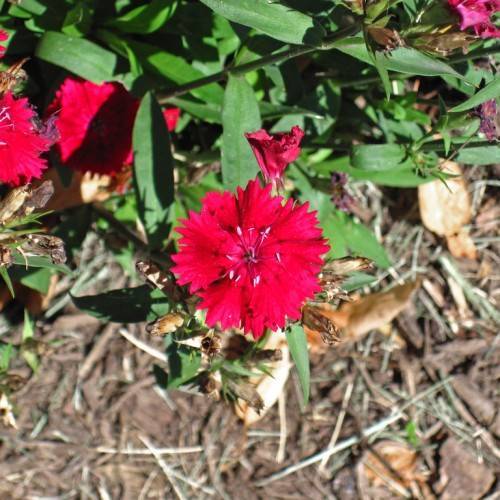 red flowers with red filaments, white anthers and green leaves