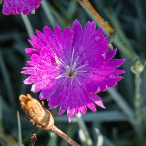 pink-purple flowers with white stamens and a yellow-brown bud and stem