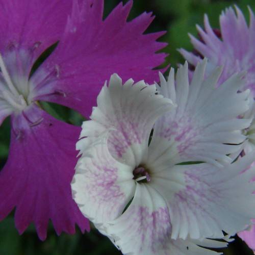 white-purple flowers with white filaments and purple anthers