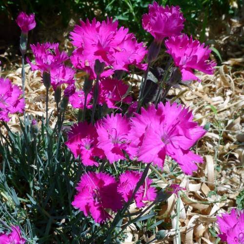 purple-pink flowers with green sepals, dark-green buds, dark-green leaves and stems