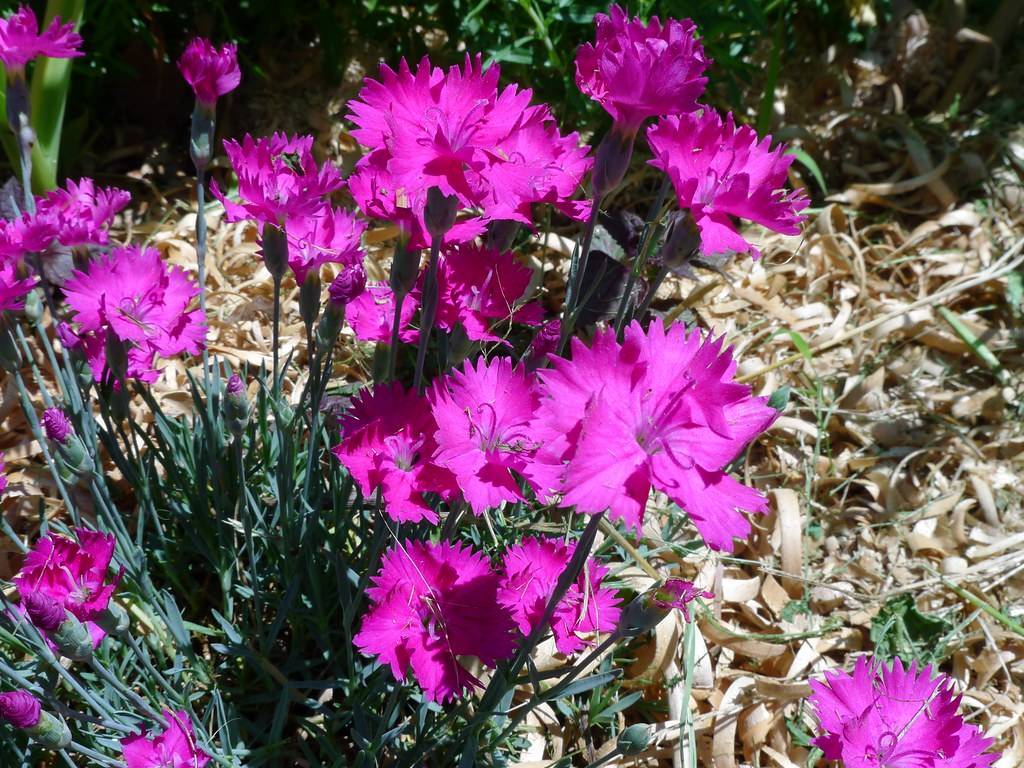 purple-pink flowers with green sepals, dark-green buds, dark-green leaves and stems