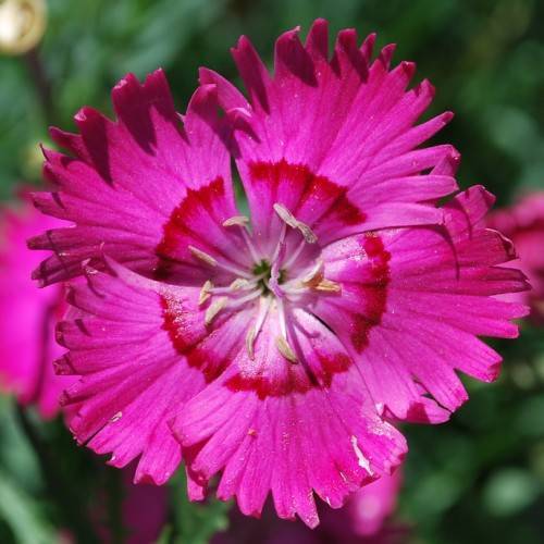 a bright-pink flower with red-pink center, white filaments and light-yellow anthers