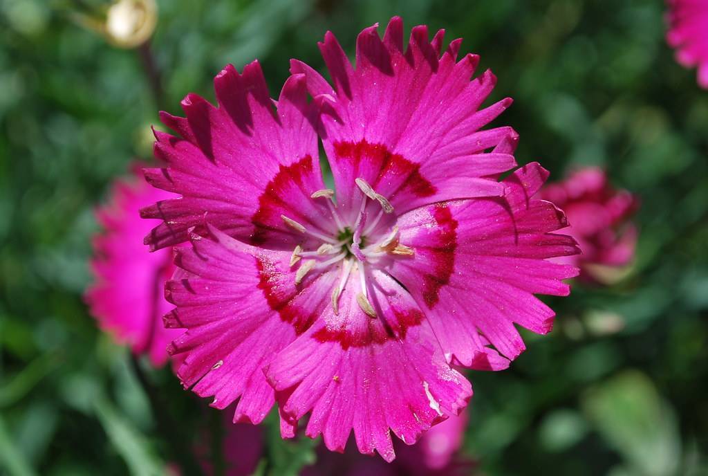 a bright-pink flower with red-pink center, white filaments and light-yellow anthers