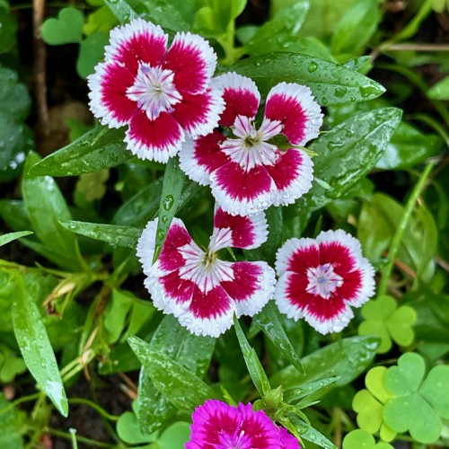 White-red flowers with white center, green leaves and stems.