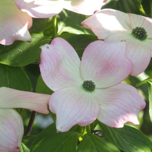 pink-white flowers with olive center, lime leaves and brown stems