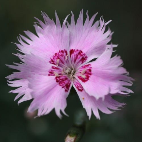 light-pink flower with filaments, beige anthers, and green stems