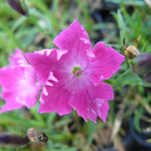 pink flowers with white-pink center and light-purple stamens