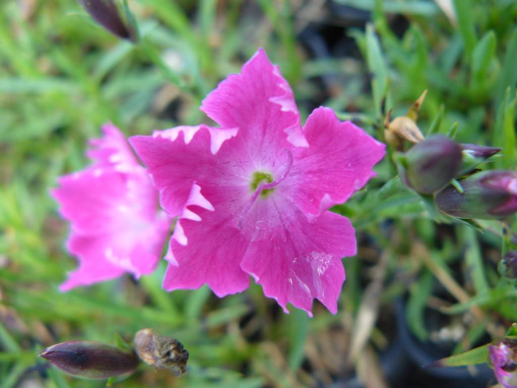 pink flowers with white-pink center and light-purple stamens