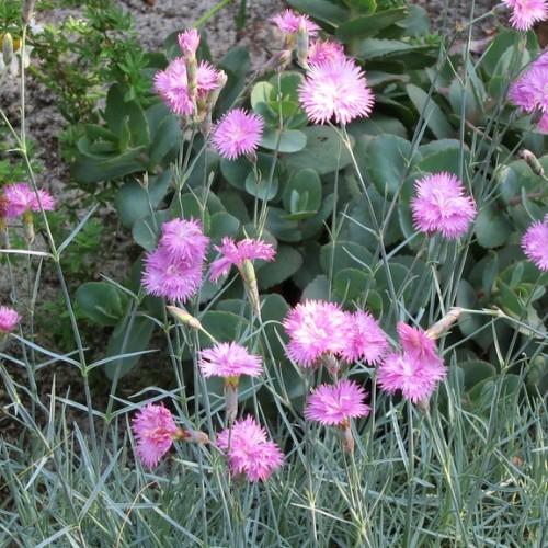 pink-purple flowers with green leaves, green-beige stems and beige-green buds